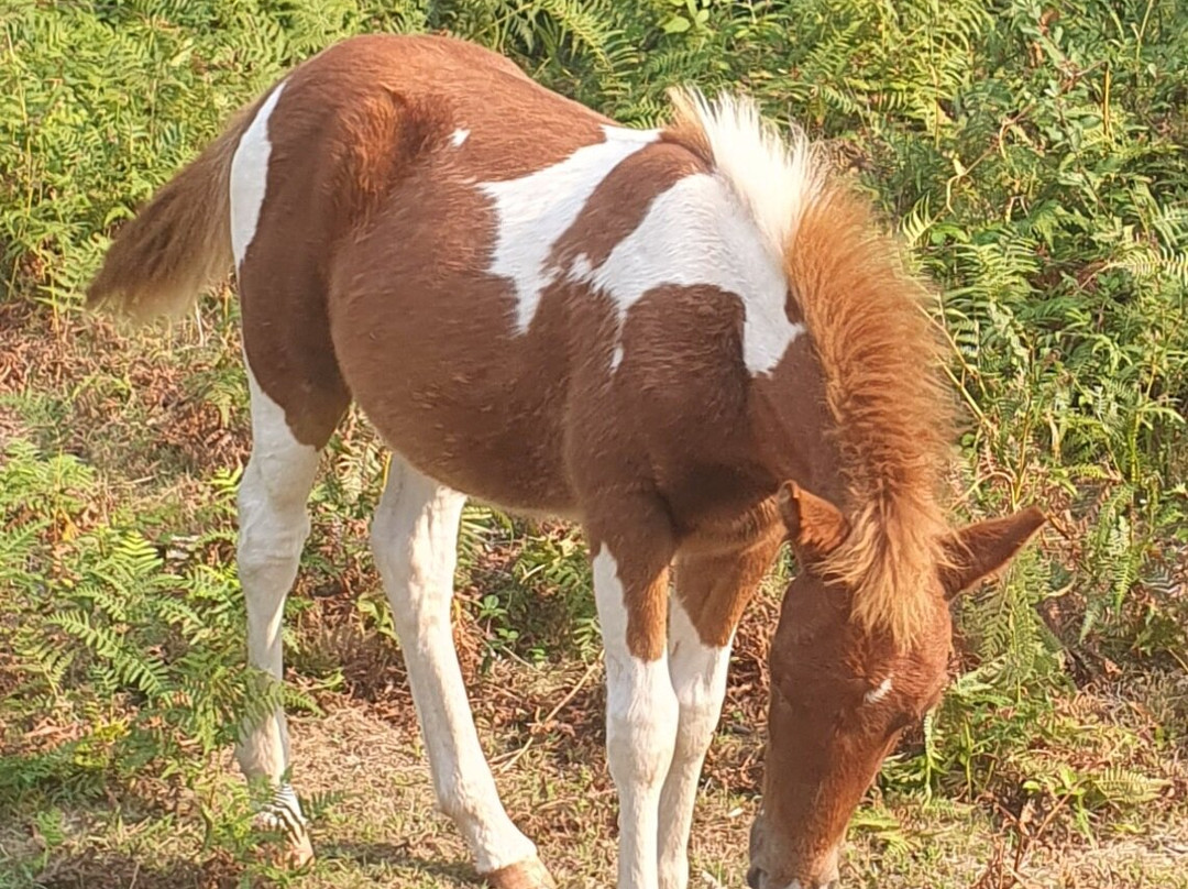 La Rhune à Pied-Ascain必去景点