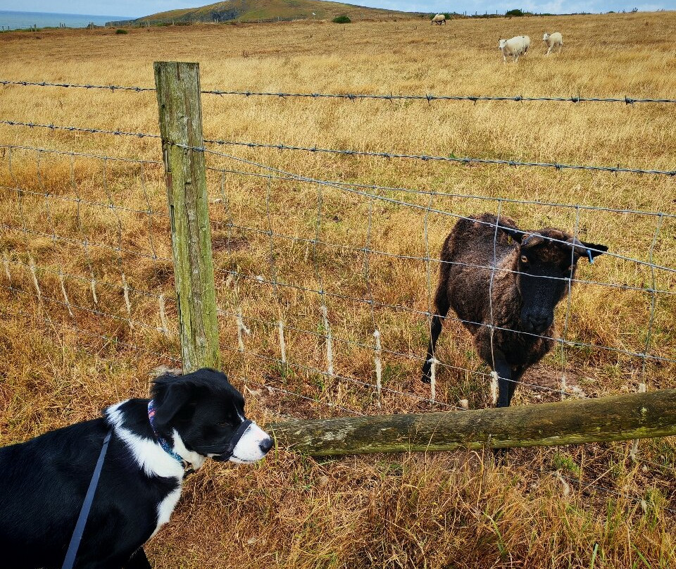 Cardigan Island Coastal Farm Park-Cardigan必去景点
