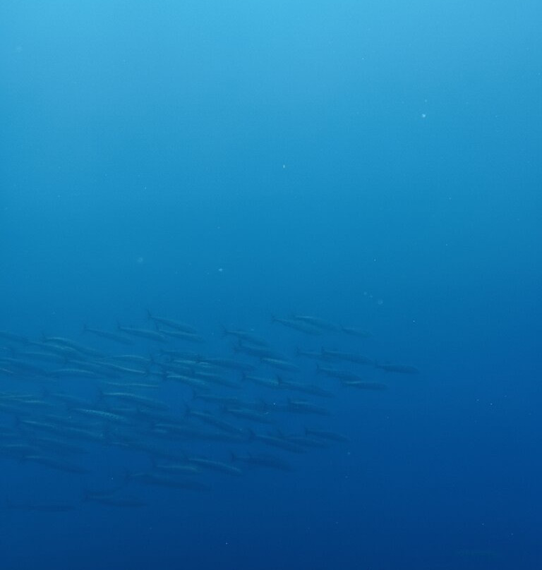 Honu Dive Center-null必去景点