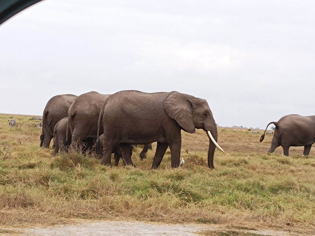 All Seasons Safaris & Tours - Day Tours-内罗毕必去景点