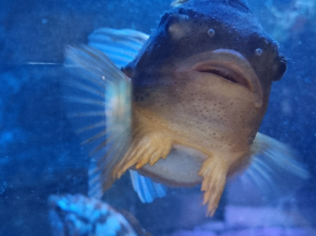 Marine Discovery Centre & Whitby Lobster Hatchery-惠特比必去景点