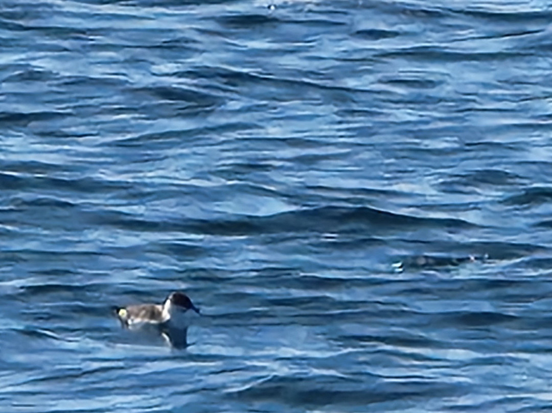 Mariner Cruises Whale and Seabird Tours-Brier Island必去景点