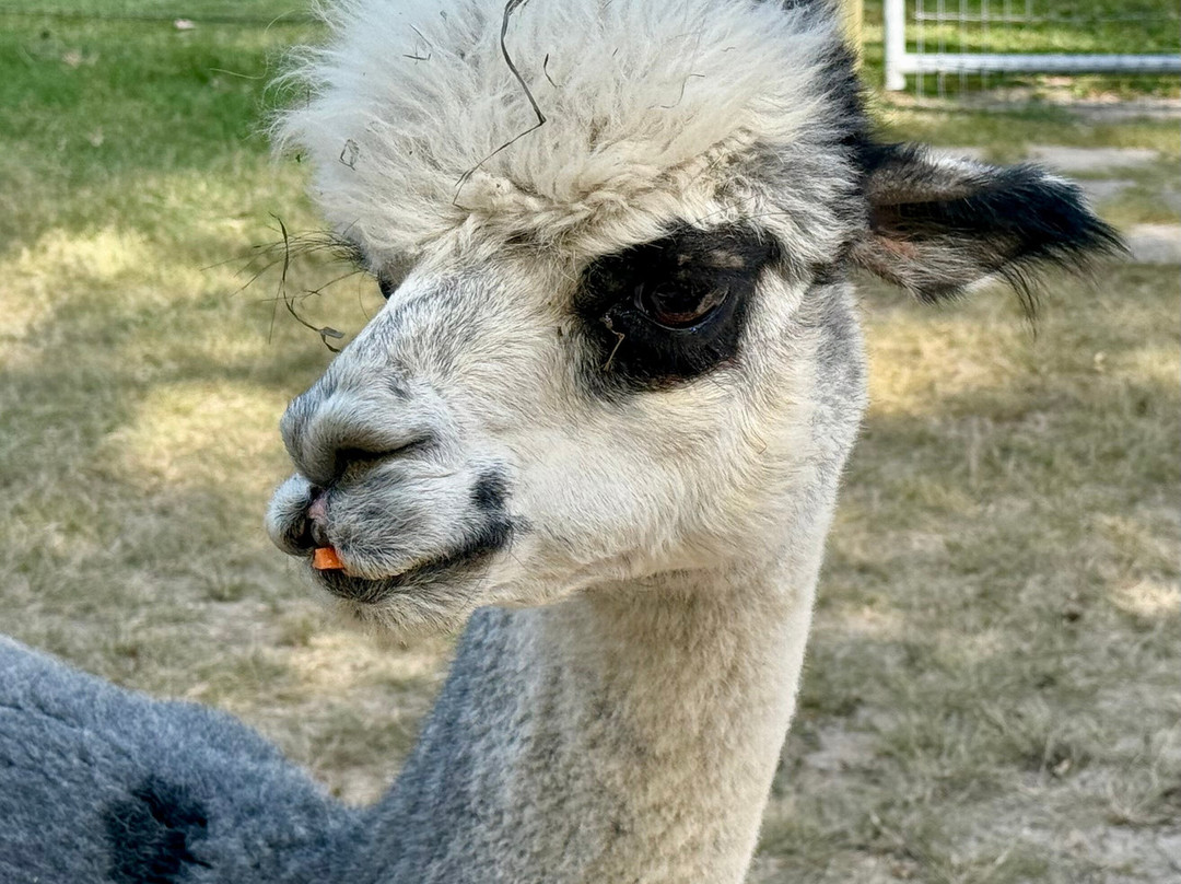 Jersey Shore Alpacas-开普梅必去景点