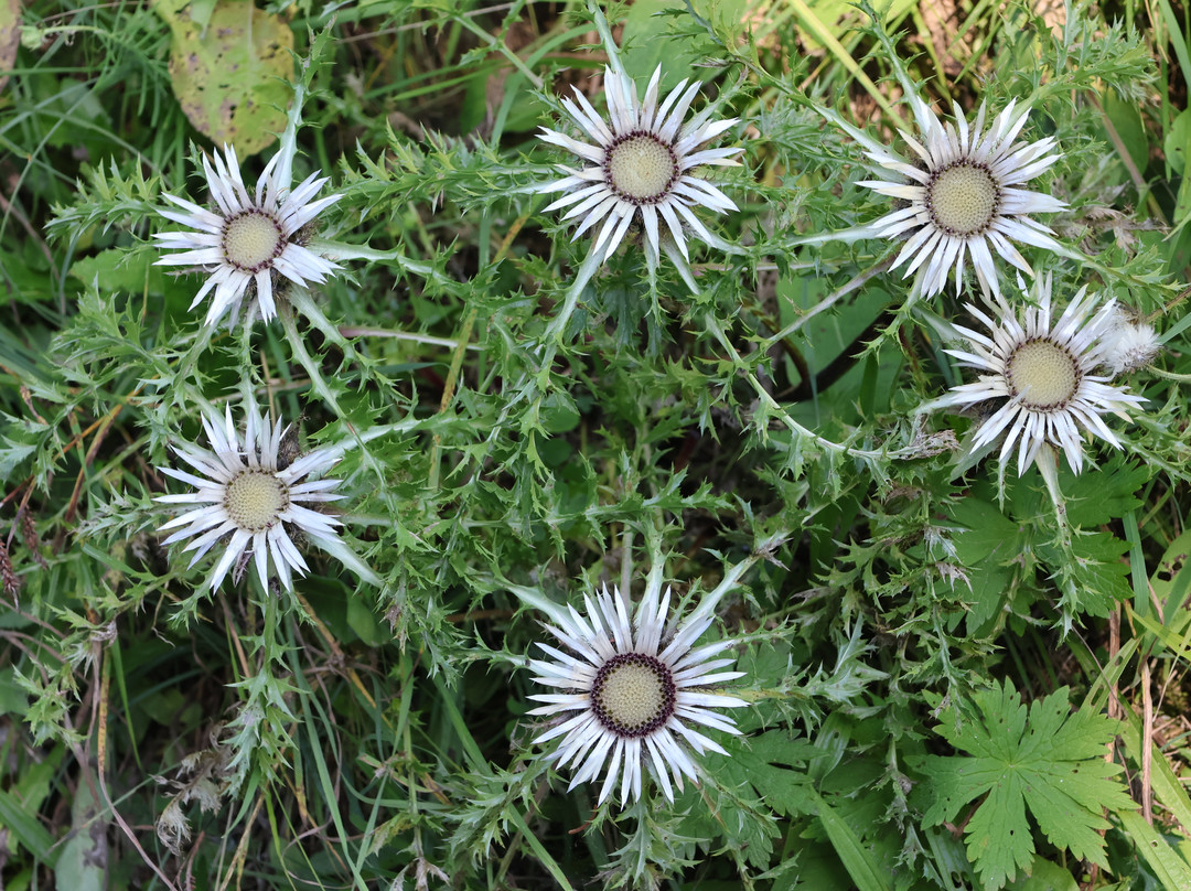 Lechquell Hotel Post主图