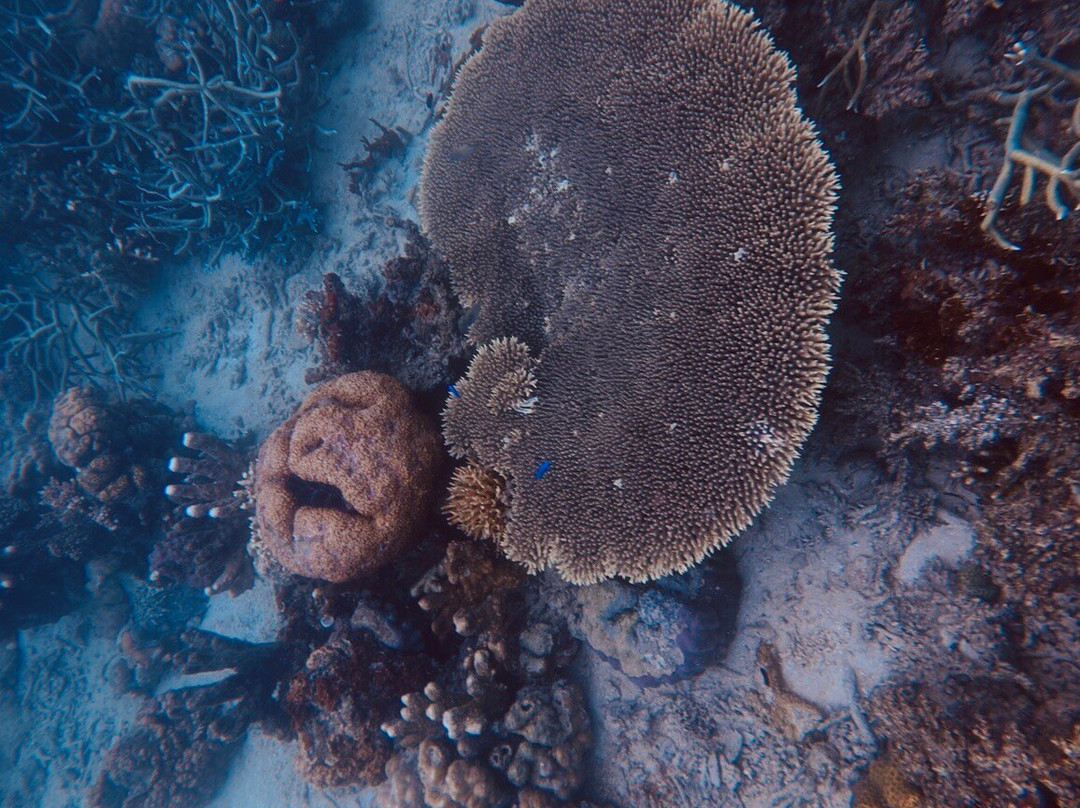 琴多南岛度假&潜水中心主图