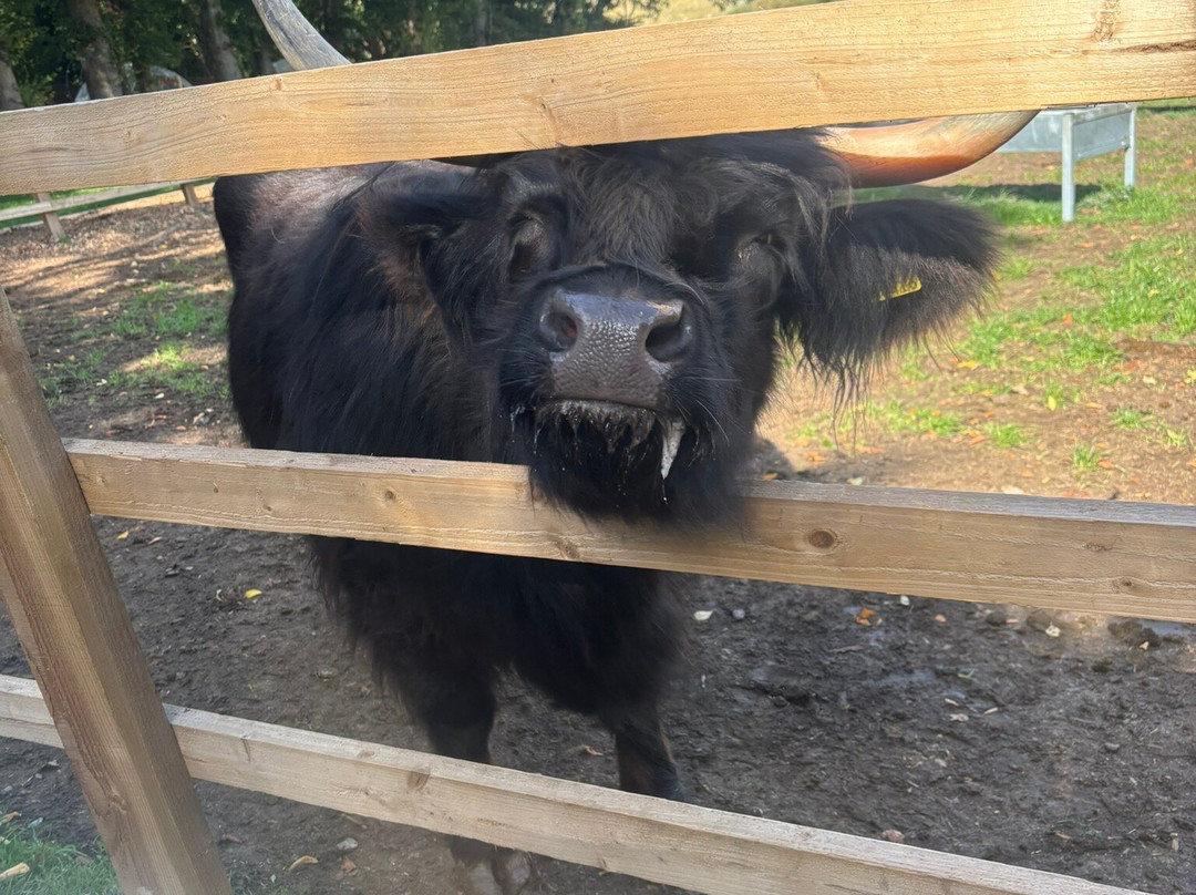 Highland Cow Cottage-Royston必去景点
