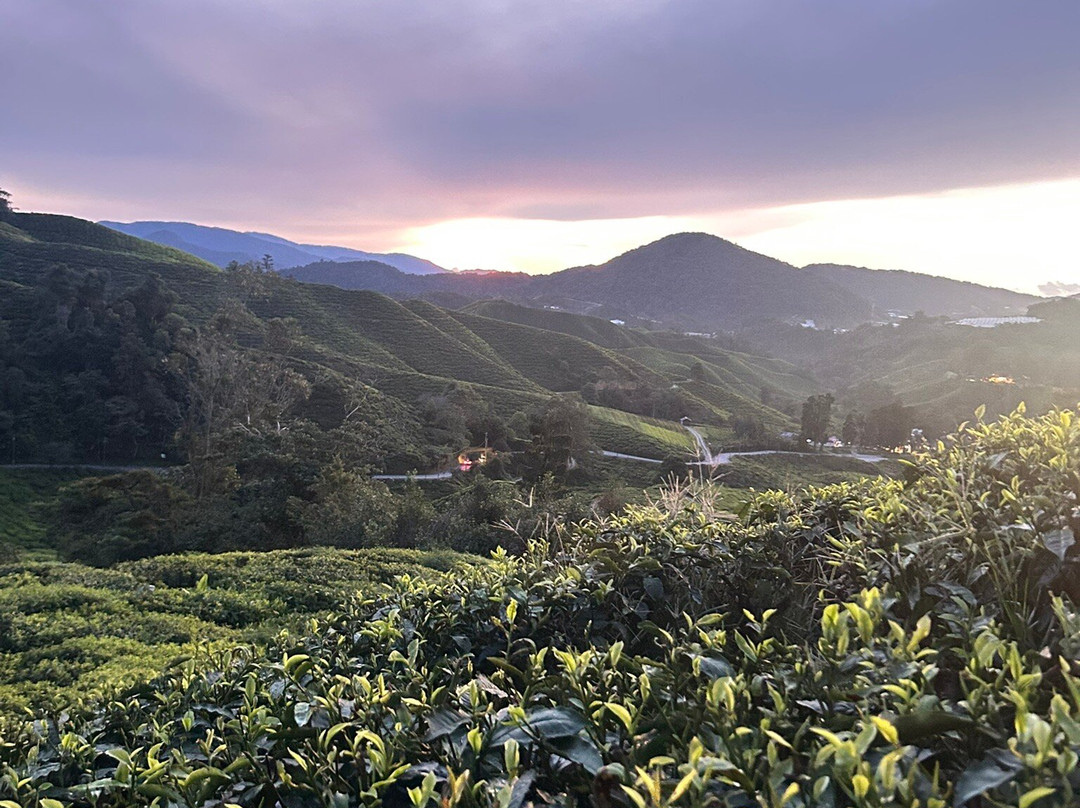 Discover Camerons-丹那拉塔必去景点