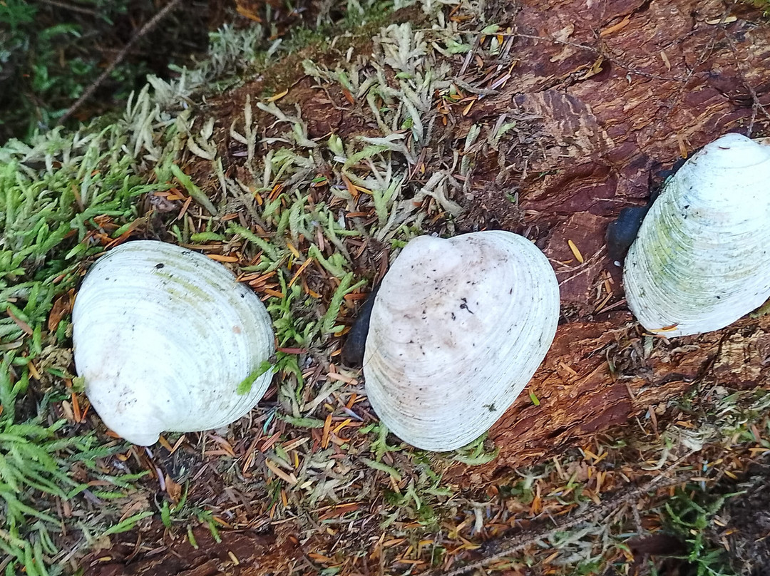 Gore Brook Trail-Daajing Giids必去景点