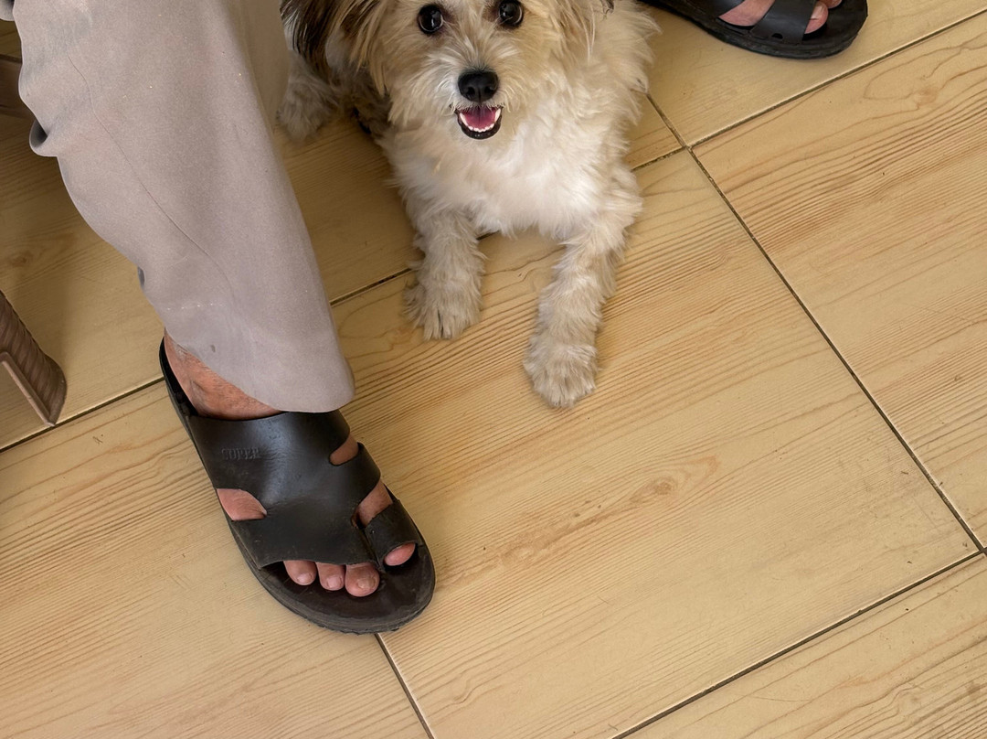 ACE - Animal Care in Egypt-卢克索必去景点