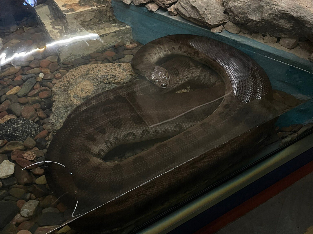 Serpentarium Wildlife Park Tasmania-圣海伦火山必去景点