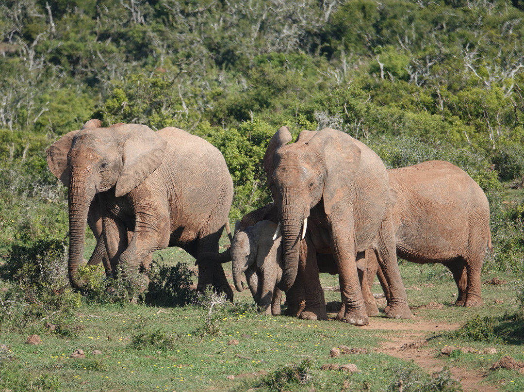 Afroventures Tours & Safaris-伊丽莎白港必去景点