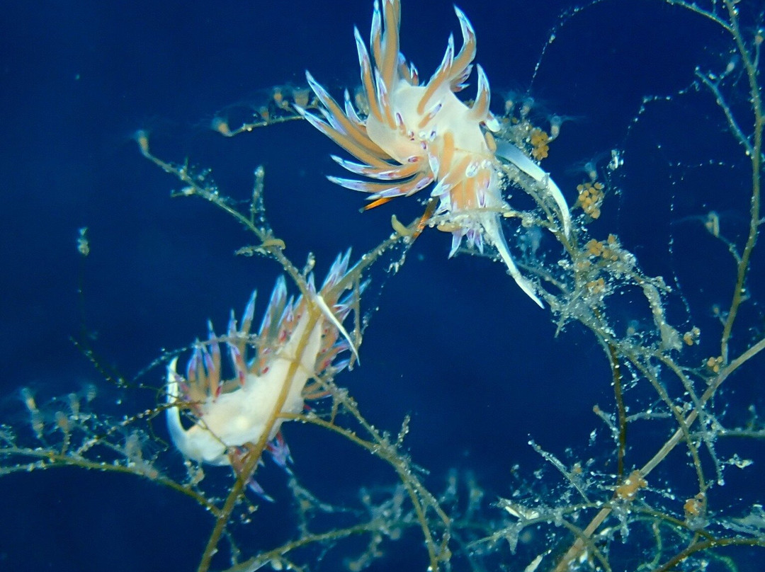 Lustrica diving-Ustica必去景点