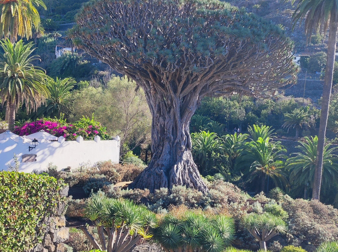 Parque del Drago-伊科德洛斯维诺斯必去景点