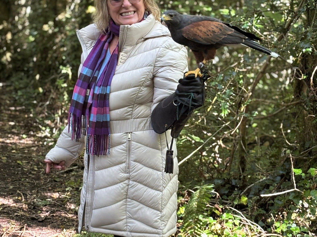 Ireland's School of Falconry-康镇必去景点