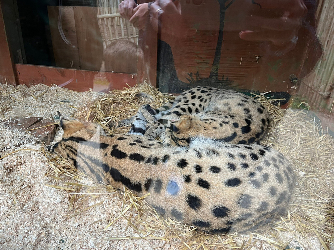 Call Of The Wild Zoo-South Woodham Ferrers必去景点