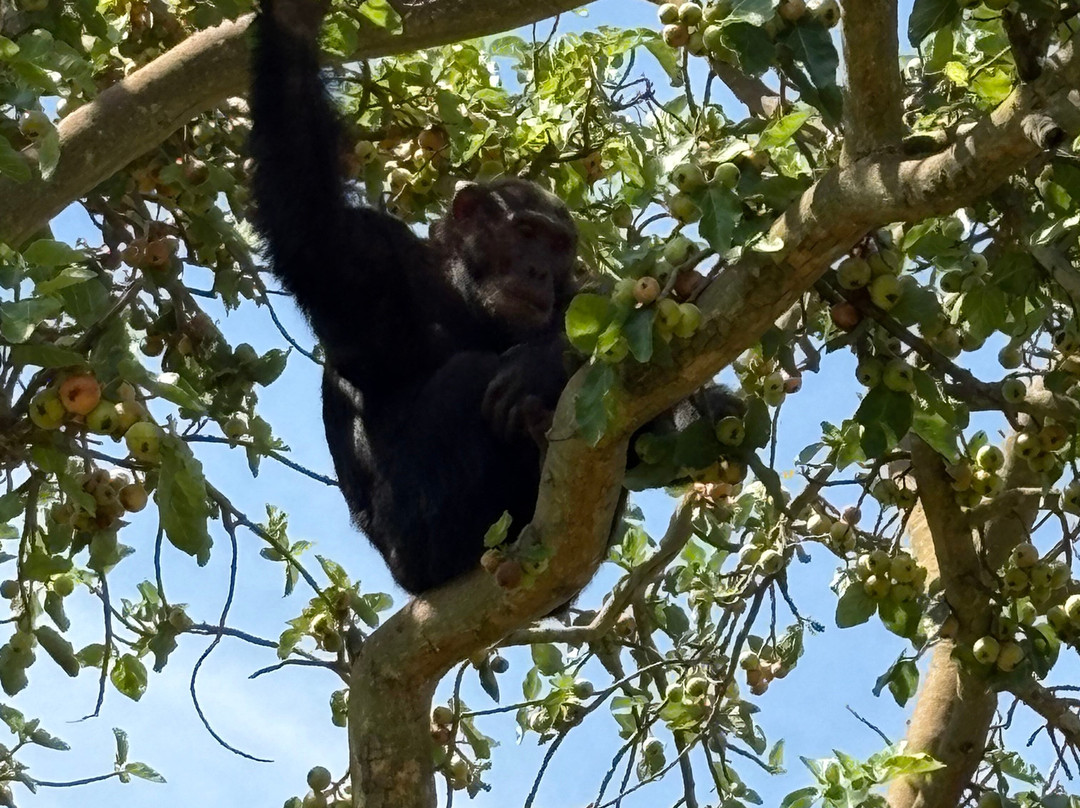 Kisoro Tours Uganda-坎帕拉必去景点