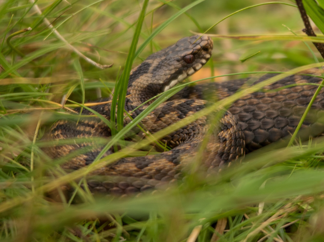 Mull Wildlife Tours-Craignure必去景点