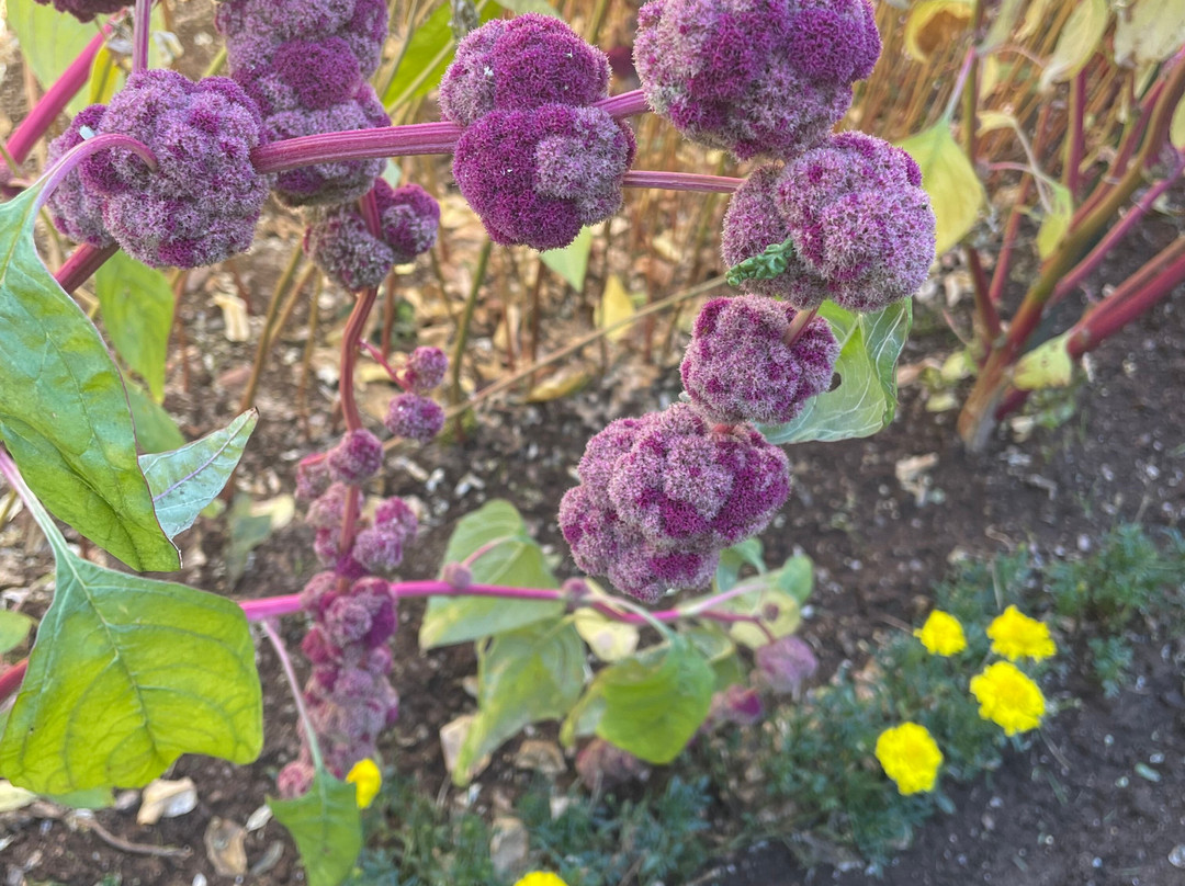 Annapolis Royal Historic Gardens-安纳波利斯罗亚尔必去景点