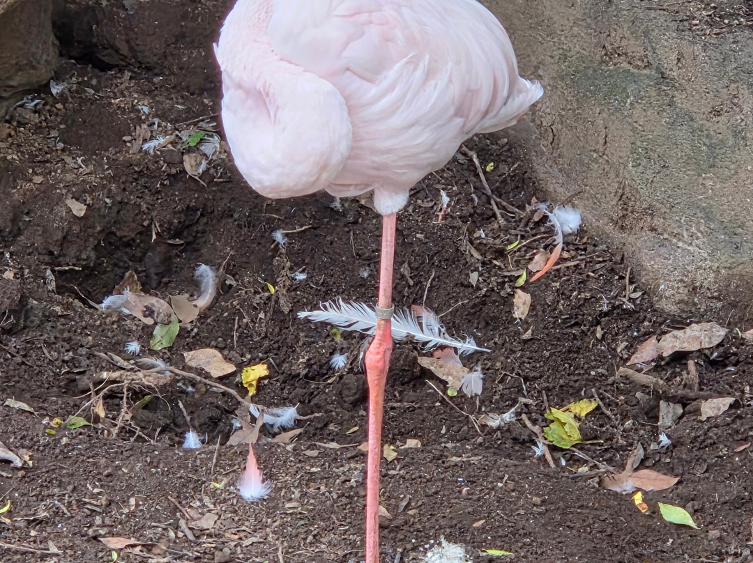 Izu Shaboten Zoo-伊东市必去景点