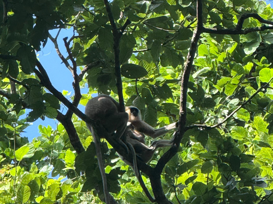 United Jungle Guide Service-奇旺国家公国必去景点