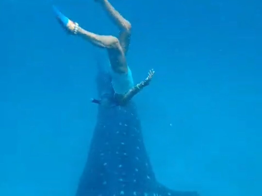 Afro Whale Shark Safari-马菲亚岛必去景点