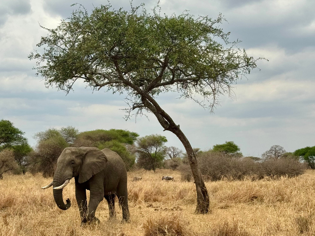 Afromasai Eastern Safaris-阿鲁沙必去景点