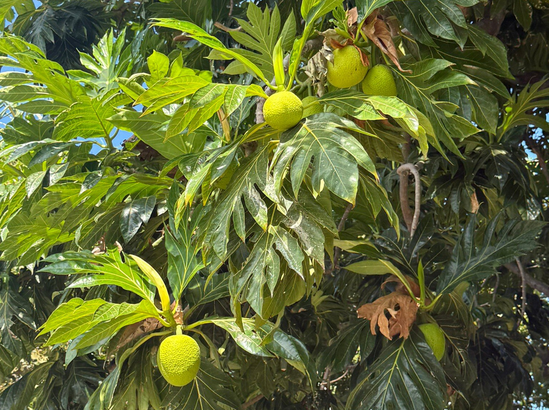 Maui Nui Botanical Gardens-卡胡卢伊必去景点