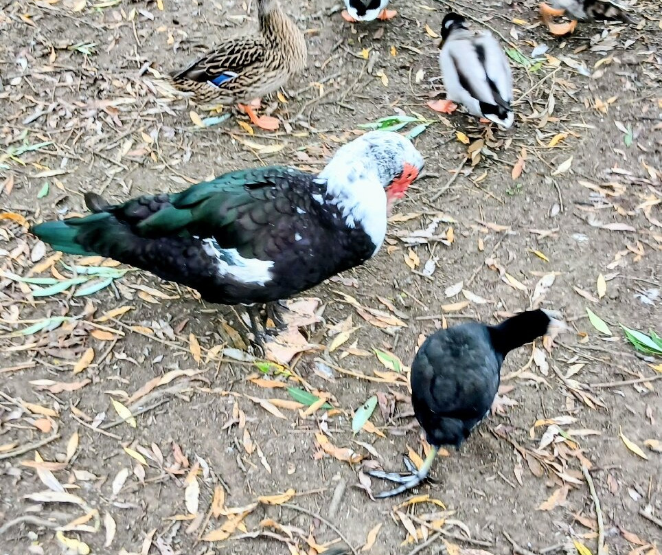 Elsecar Park-巴恩斯利必去景点