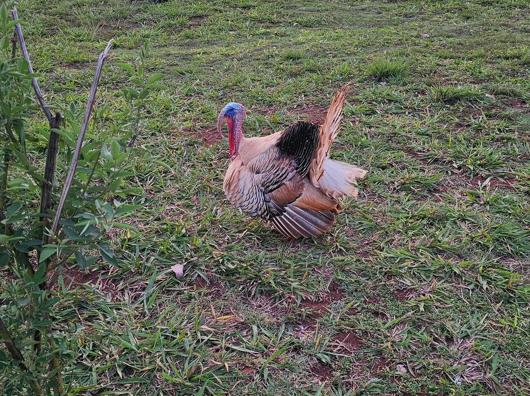 Bio Park-博尼图必去景点