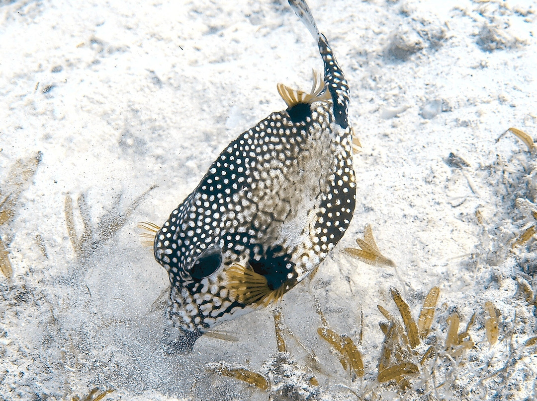 Palm Beach Divers-Noord必去景点