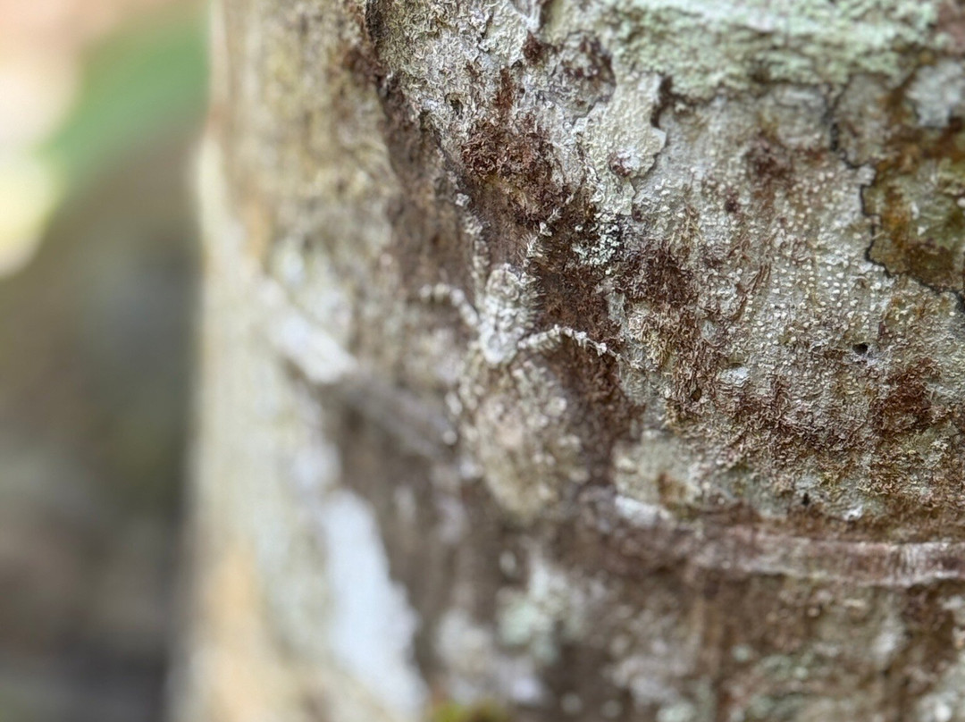 Daintree Rainforest Cooper Creek Wilderness-Cape Tribulation必去景点