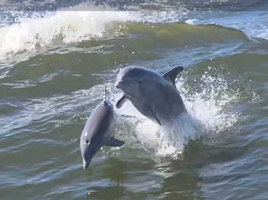 Surf's Up Dolphin Cruises-橙色海湾必去景点