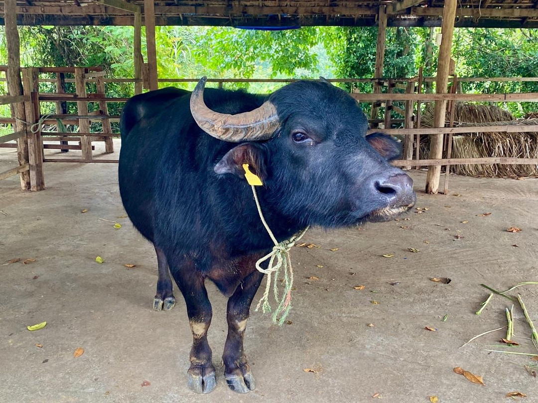 Laos Buffalo Dairy-琅勃拉邦必去景点