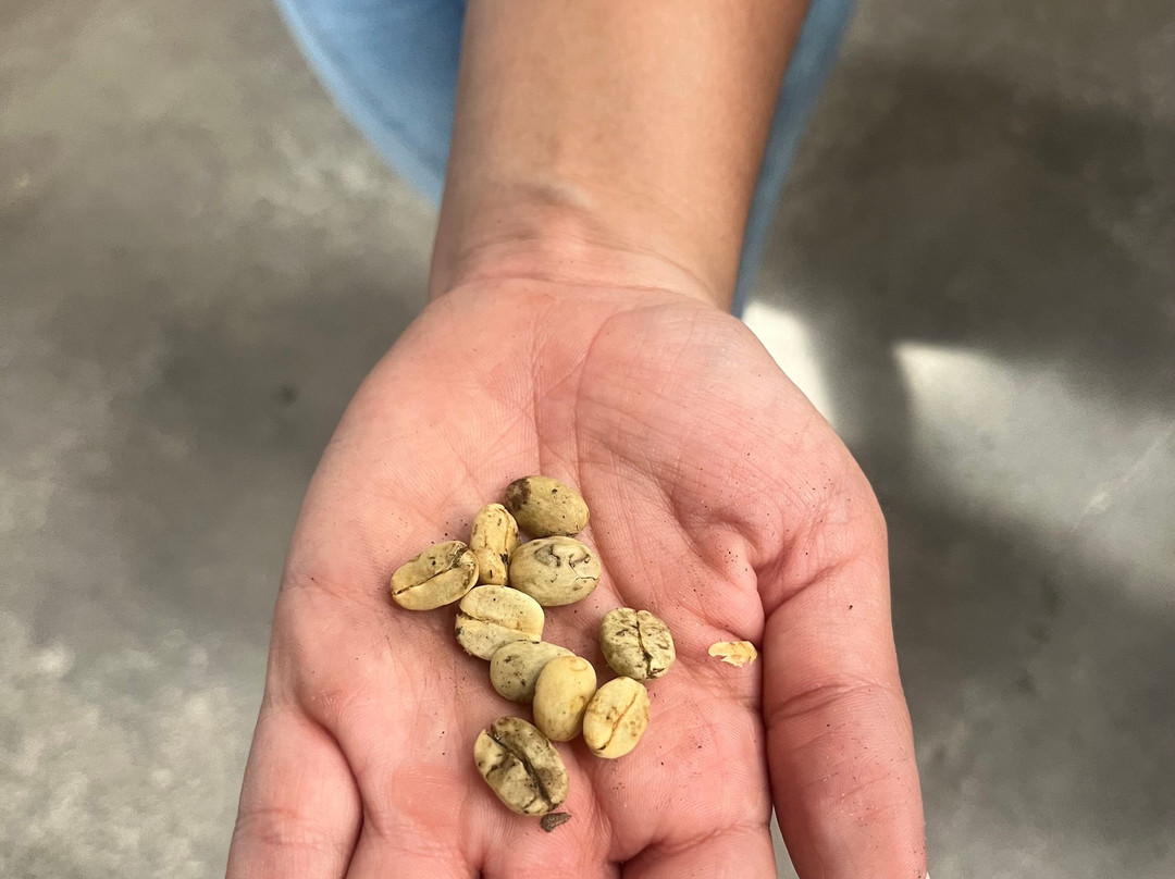 Café La Morelia-El Caimo必去景点