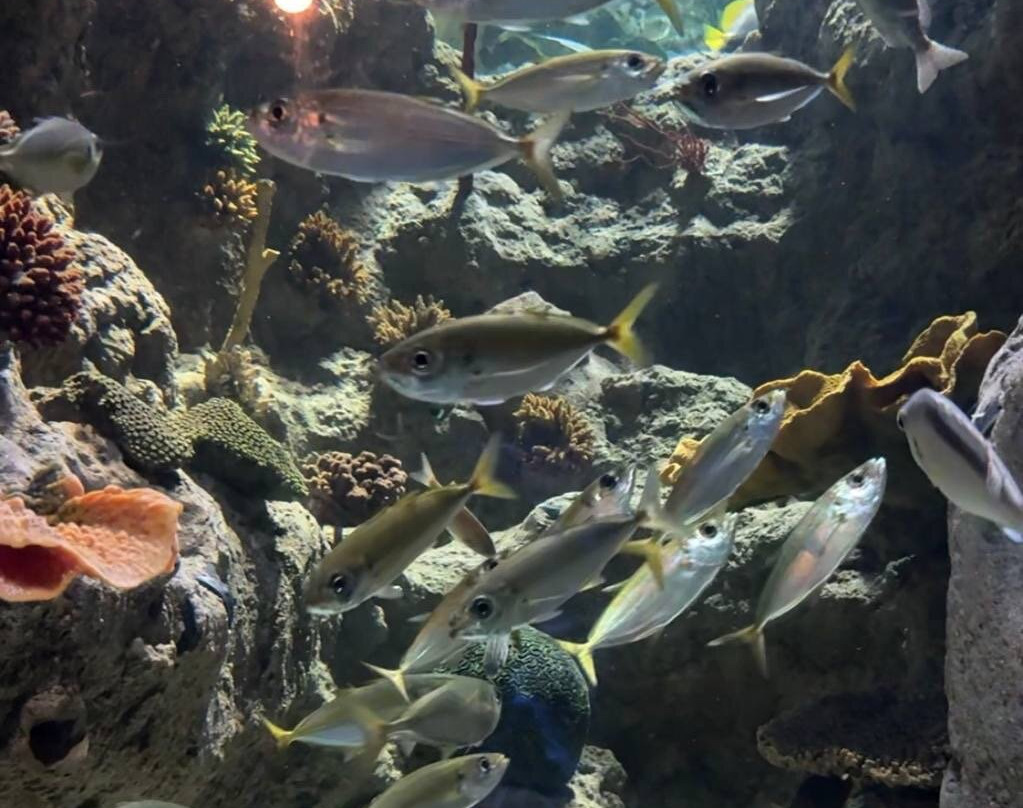 Sharjah Aquarium-沙迦必去景点