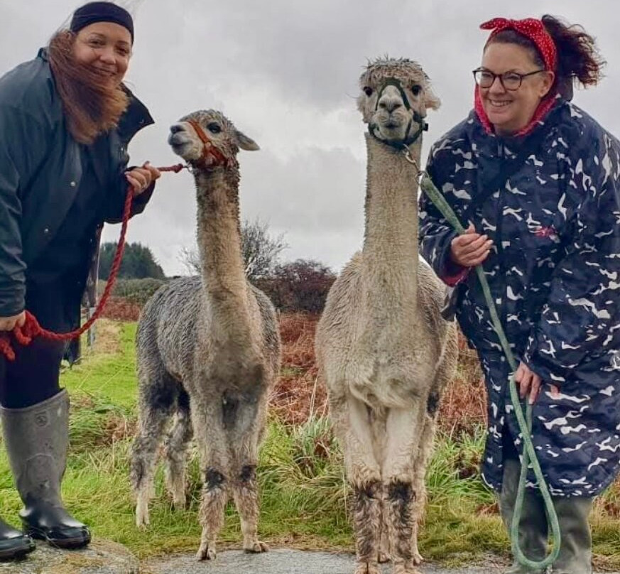 Alpaca Trekking Cornwall-康沃尔必去景点