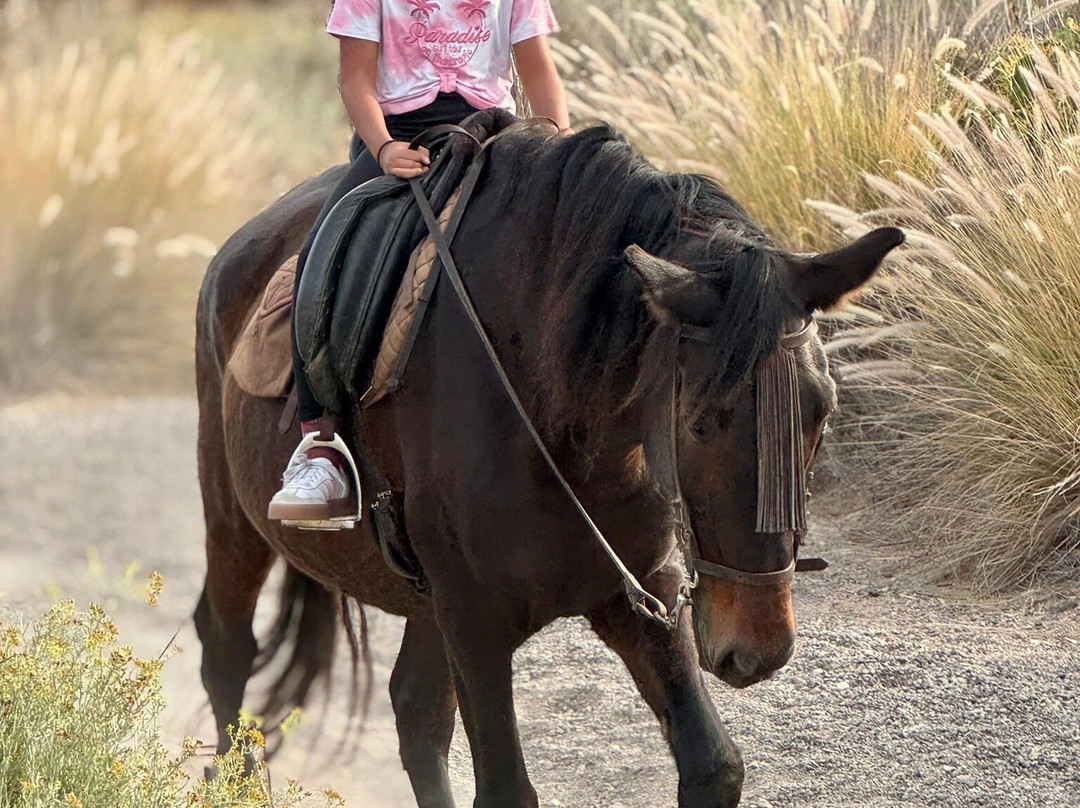 Hipica Cuadras El Medano-El Medano必去景点