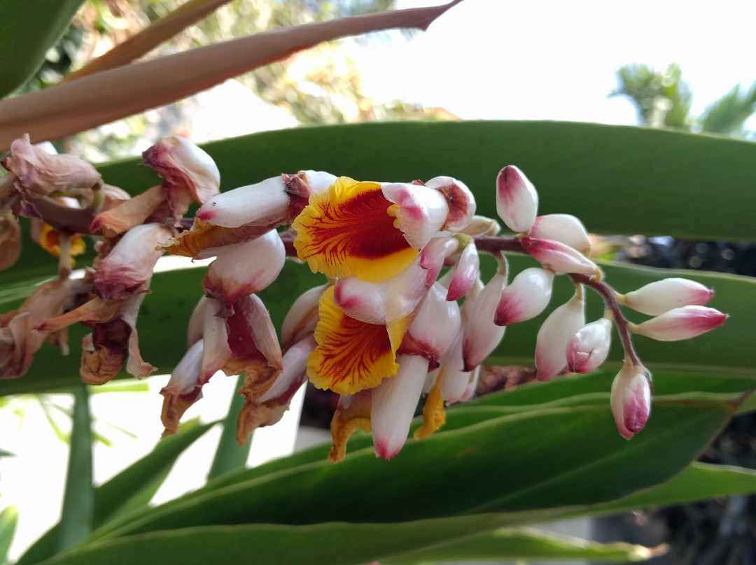 Ola Brisa Gardens-曼萨尼约必去景点