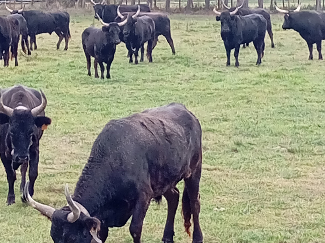 Domaine De Méjanes-阿尔勒必去景点