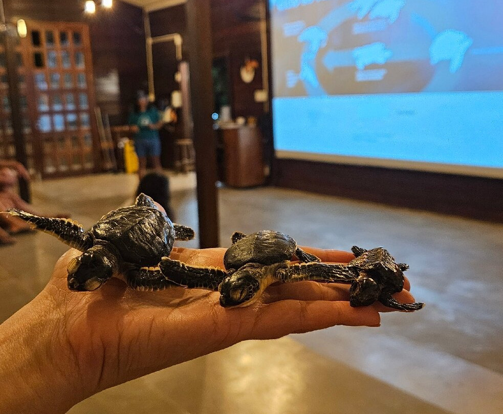 Fundação Projeto Tamar - Fernando de Noronha-费尔南多-迪诺罗尼亚群岛必去景点