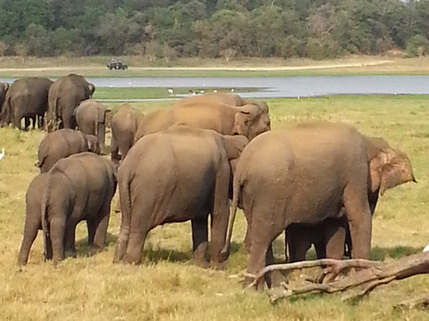 Reiseleiter Sri Lanka-科伦坡必去景点