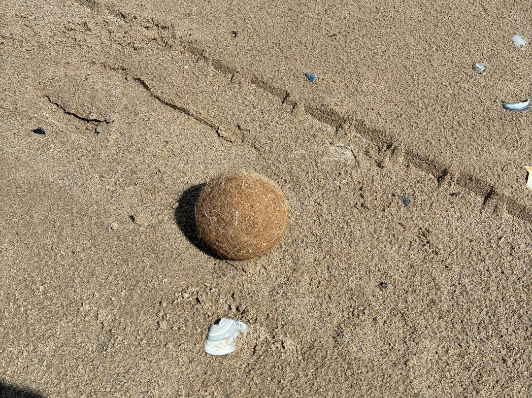 Spirit of the Coorong Cruises-Goolwa必去景点