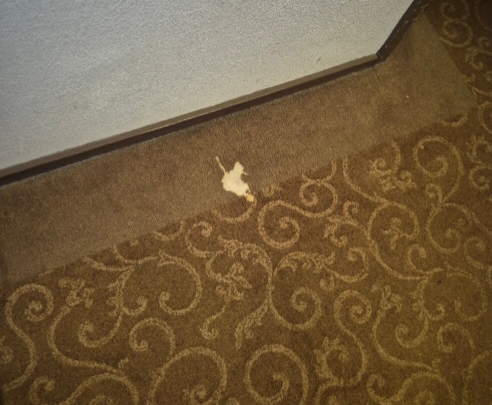 威廉明娜酒店主图