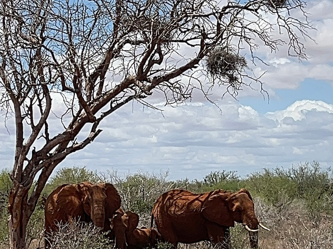 Watamu Diego Safari Day Tours-瓦塔木必去景点