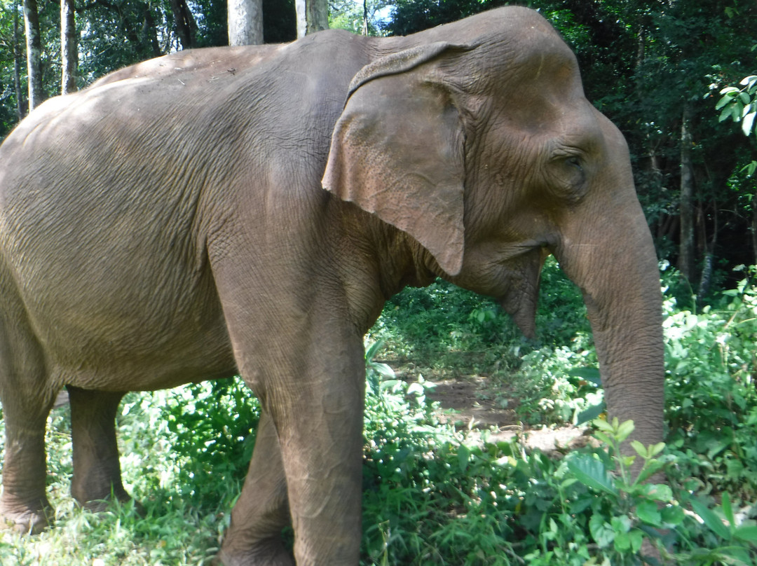 Elephant Community Project - Day Tours-森莫诺隆必去景点