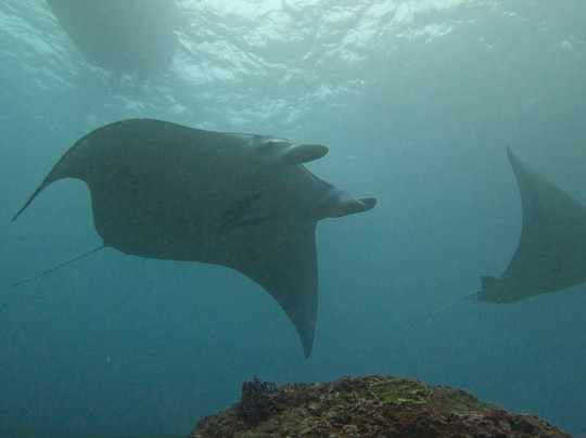 Dive Concepts Lembongan-蓝梦岛必去景点