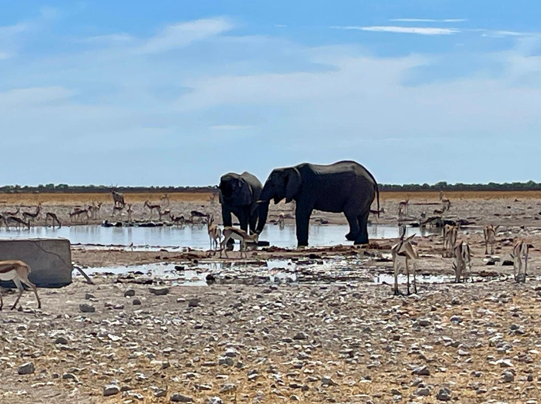 Etosha Pan-纳米比亚埃托沙国家公园必去景点