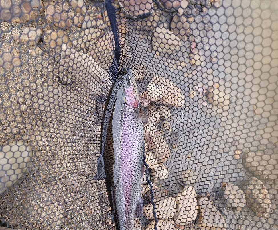 Ladybower Fisheries-Bamford必去景点