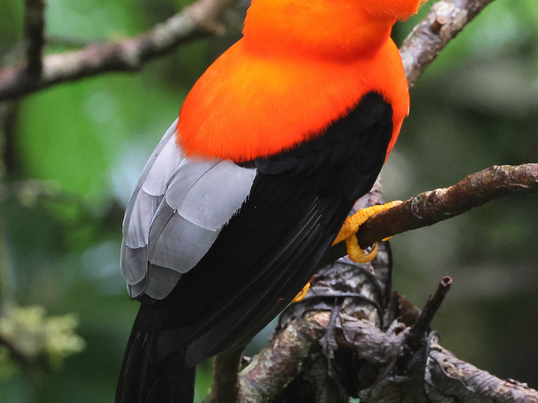 Peru Amazon Expeditions-Manu必去景点