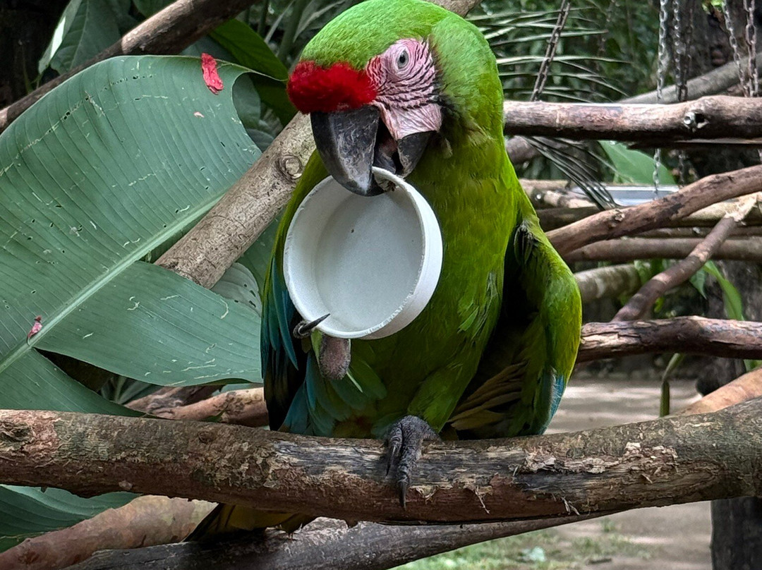 Jaguar Rescue Center-旧港必去景点